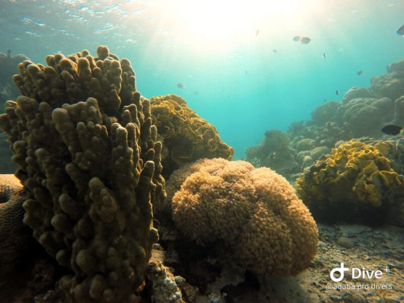 Pivate Scuba Diving in the Red Sea of Aqaba - Diving Experiences and Activities