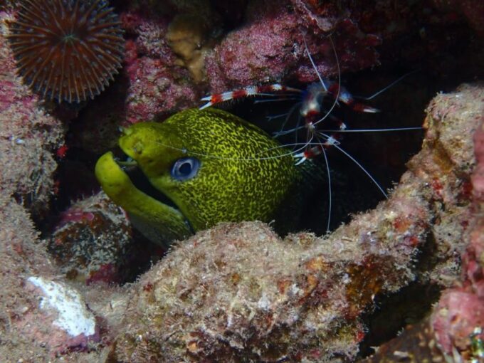 Pivate Scuba Diving in the Red Sea of Aqaba - Underwater Photography and Videography