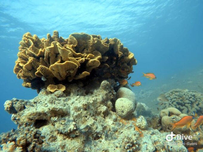 Pivate Scuba Diving in the Red Sea of Aqaba - Safety Considerations and Accessibility