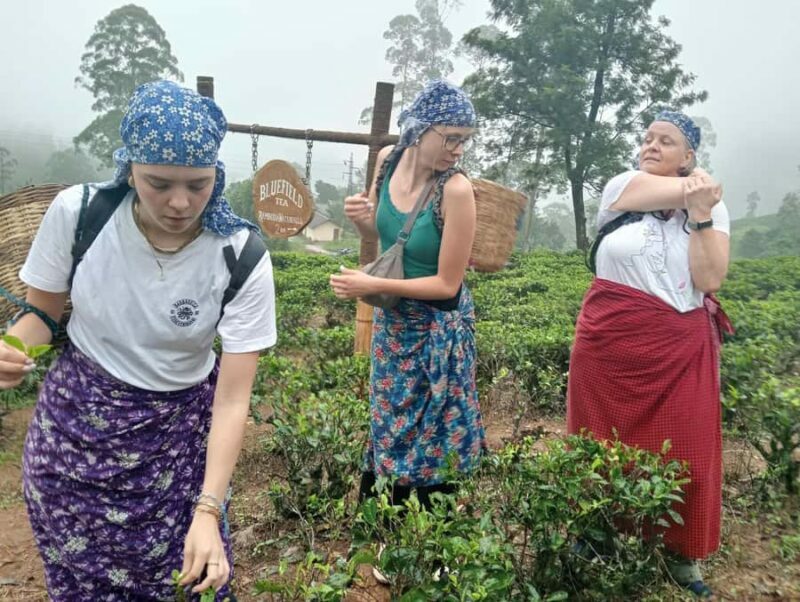 Plantations Tuk-Tuk Tour in Nuwara Eliya - Introduction