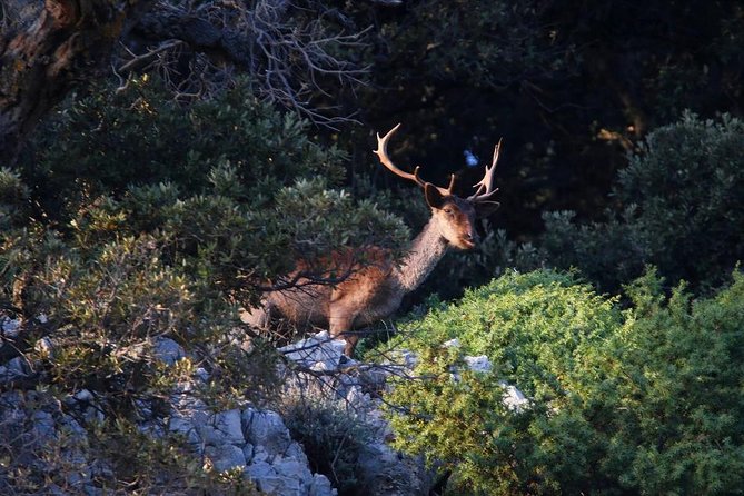 Plavnik Island & Wild Bays Full-Day Boat Trip With Capt. Bobo - Meeting Point and Logistics