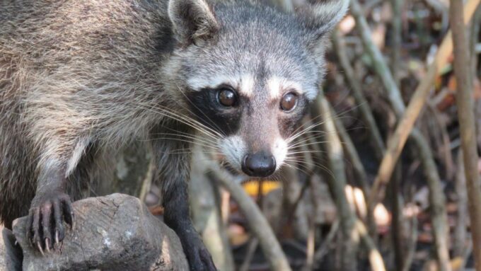 Playa Blanca: Daytour With Snorkeling and Racoon Sighting - Snorkeling and Mangrove Adventure
