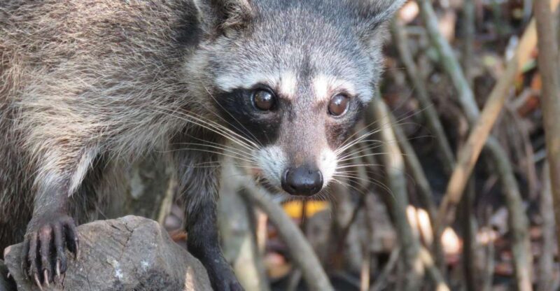 Playa Blanca: Daytour With Snorkeling and Racoon Sighting - Inclusions and Recommendations