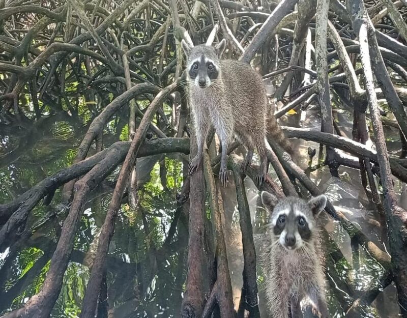 Playa Blanca:Daytour With Snorkeling+Racoon Sighting by Boat - Activity Inclusions