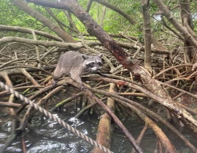 Playa Blanca:Daytour With Snorkeling+Racoon Sighting by Boat - Cancellation Policy