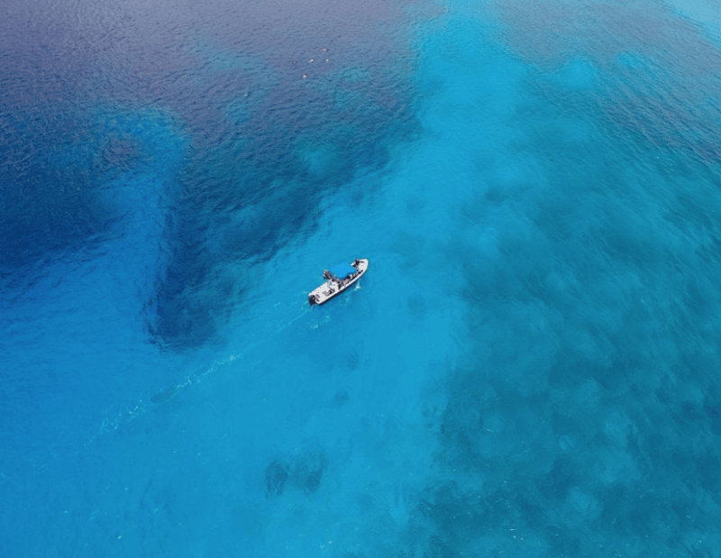 Playa: Bull Shark Dive - Dive Highlights
