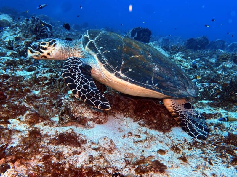 Playa Del Carmen: 2-Tank Reef Dive - Explore the Mesoamerican Reef