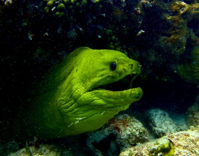 Playa Del Carmen: 2-Tank Reef Dive - Professional Dive Instructor Availability