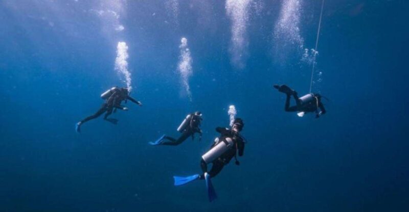 Playa Del Carmen: Bull Shark Diving Experience - Key Points