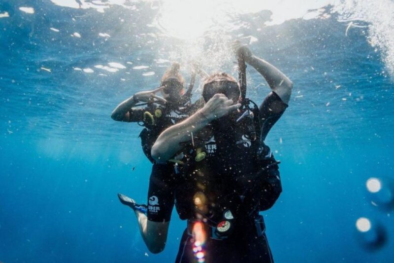 Playa Del Carmen: Bull Shark Diving Experience - Preparing for the Dive