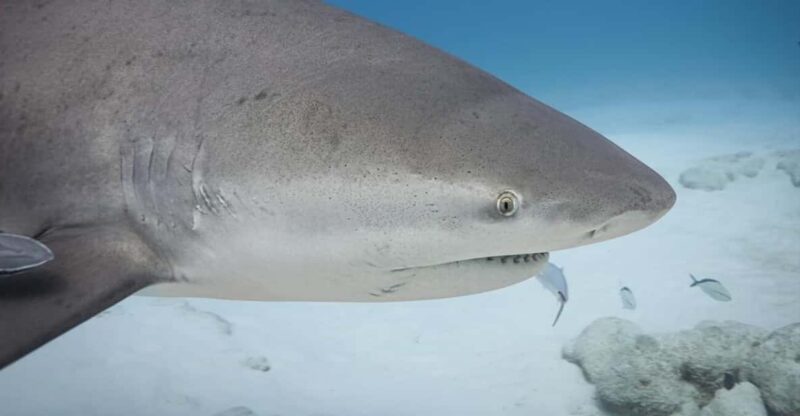 Playa Del Carmen: Bull Shark Encounter - Highlights of the Experience