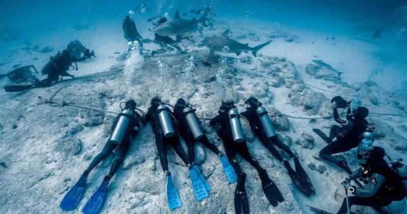 Playa Del Carmen: Bull Shark Encounter - Equipment and Inclusions