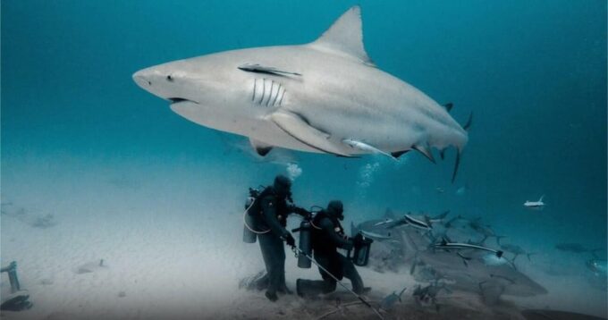 Playa Del Carmen: Bull Shark Encounter - Comprehensive Briefing