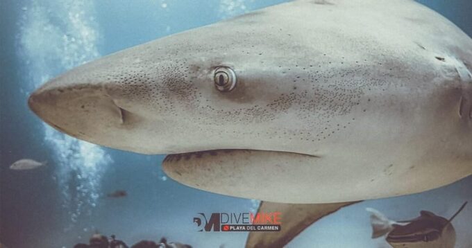 Playa Del Carmen: Bull Shark Encounter - Certified Diver Requirements