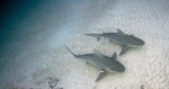 Playa Del Carmen: Bull Shark Encounter - Meeting Point Location