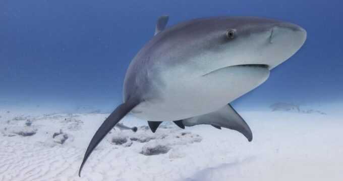 Playa Del Carmen: Bull Shark Encounter - Frequently Asked Questions