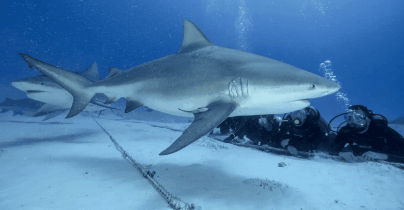 Playa Del Carmen: Bull Shark Feeding Experience - Key Points