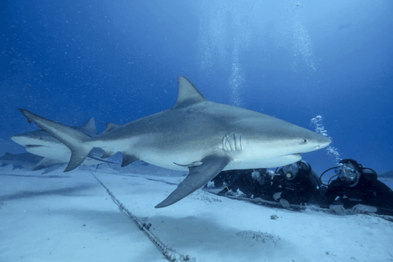 Playa Del Carmen: Bull Shark Feeding Experience - Safety and Restrictions