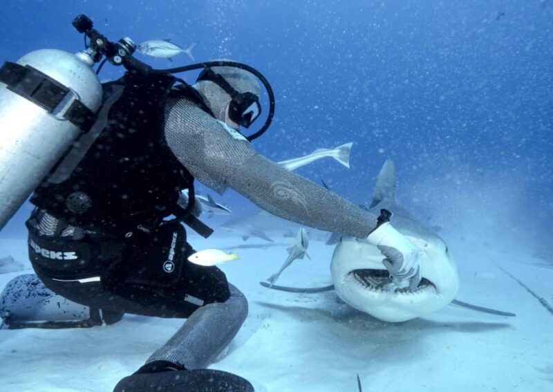 Playa Del Carmen: Bull Shark Feeding Experience - Important Guidelines