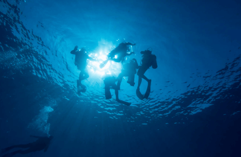 Playa Del Carmen: Bull Shark Feeding Experience - Cancellation Policy