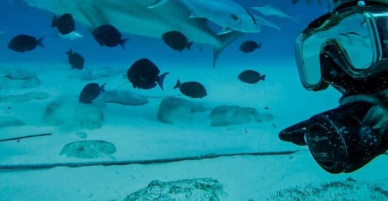 Playa Del Carmen: Bull Shark Feeding - Key Points
