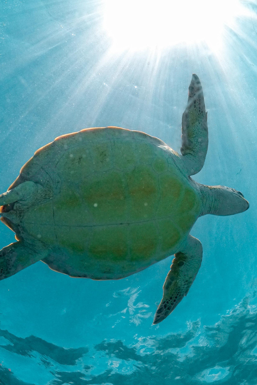 Playa Del Carmen: Cenote and Turtle Snorkeling Tour - Inclusions and Costs