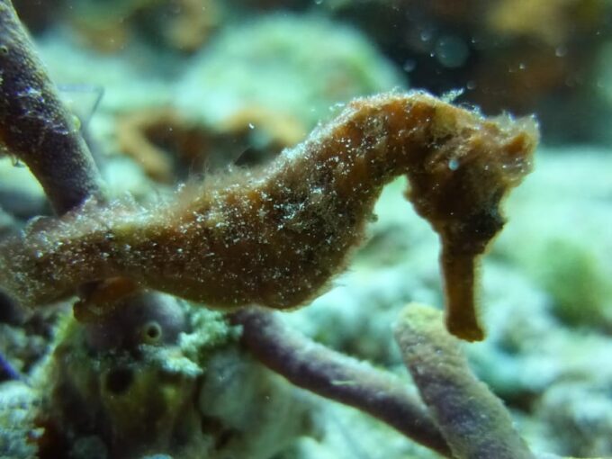 Playa Del Carmen: Cenote + Reef Diving in Riviera Maya - Possible Encounters