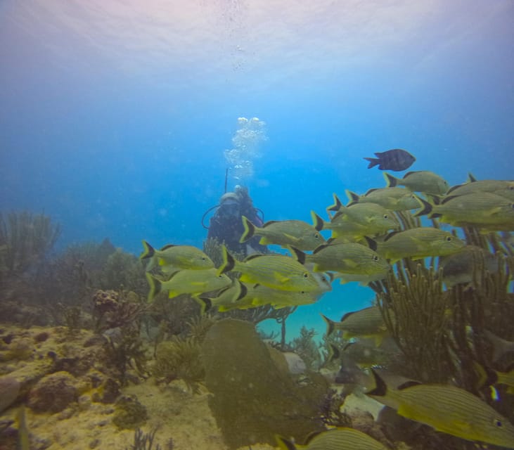 Playa Del Carmen: Discover Scuba Diving - Key Points