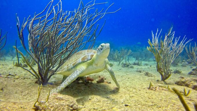 Playa Del Carmen: Discover Scuba Diving - Pricing and Booking