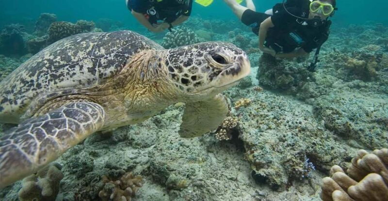 Playa Del Carmen: Discover Scuba Diving in Riviera Maya - Participants Requirements