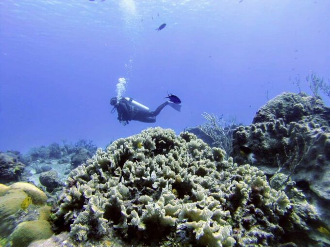 Playa Del Carmen: Discover Scuba Diving in Riviera Maya - Booking and Cancellation