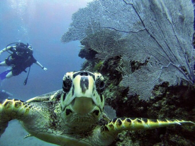 Playa Del Carmen: Discover Scuba Diving in Riviera Maya - Riviera Maya Highlights