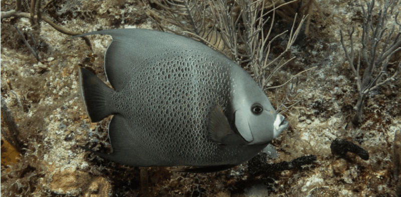 Playa Del Carmen: Discover Scuba Diving - Program Details