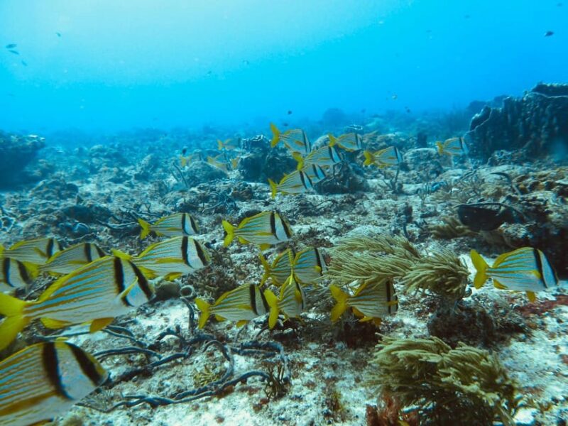 Playa Del Carmen: Extreme Cozumel Diving by Speed Boat - Exceptional Underwater Visibility
