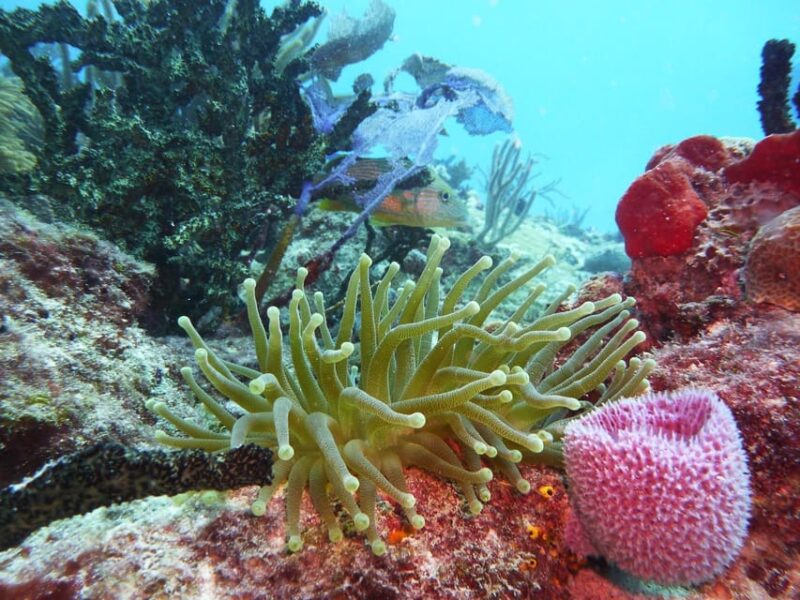 Playa Del Carmen: Extreme Cozumel Diving by Speed Boat - Diverse Marine Life Encounters