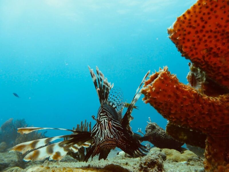 Playa Del Carmen: Extreme Cozumel Diving by Speed Boat - Thrilling Drift Diving Experiences