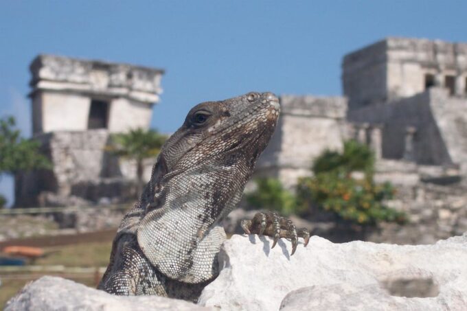 Playa Del Carmen: Extreme High End Atv, Cenote & Tulum Ruins - Cuisine and Dining