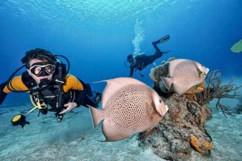 Playa Del Carmen: Fun Dive Experience for Certified Divers - Highlights and Features