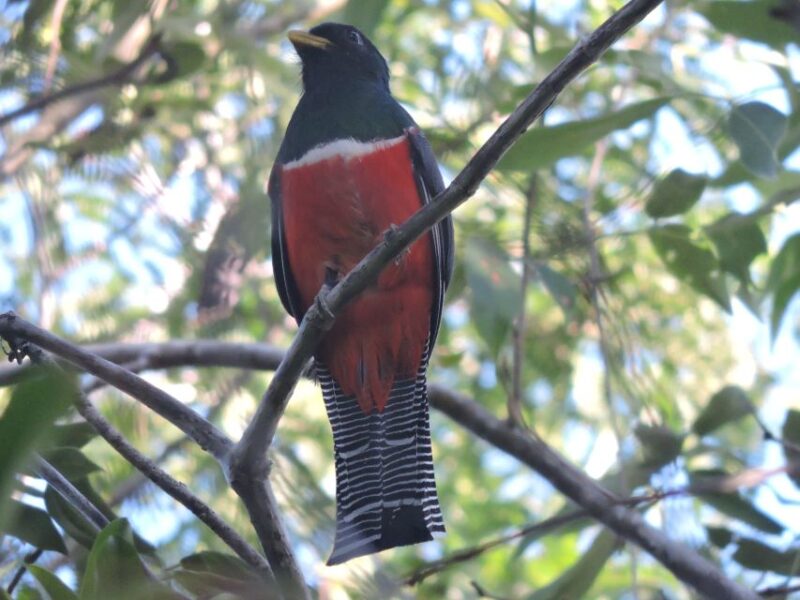 Playa Del Carmen: Guided Birdwatching Hike - Experience Highlights