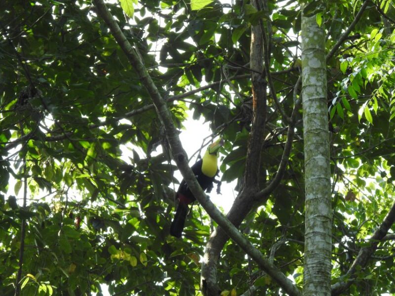 Playa Del Carmen: Guided Birdwatching Hike - Itinerary Details