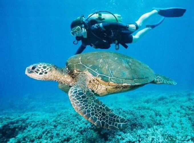 Playa Del Carmen: Guided Cenote Diving Adventure - What to Bring