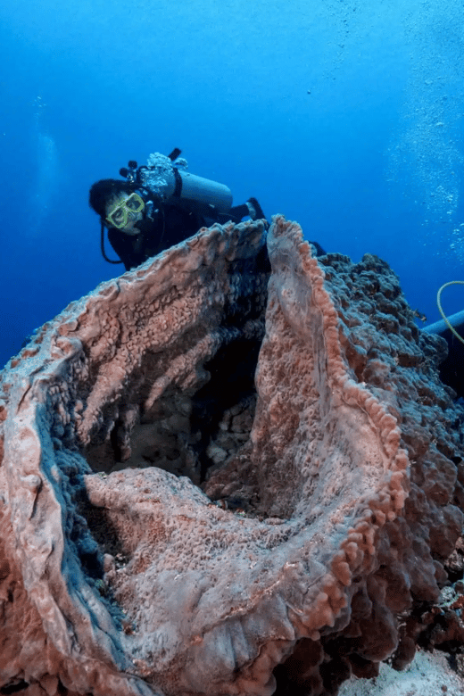 Playa Del Carmen: Guided Reef Diving for All Skill Levels - Activity Overview