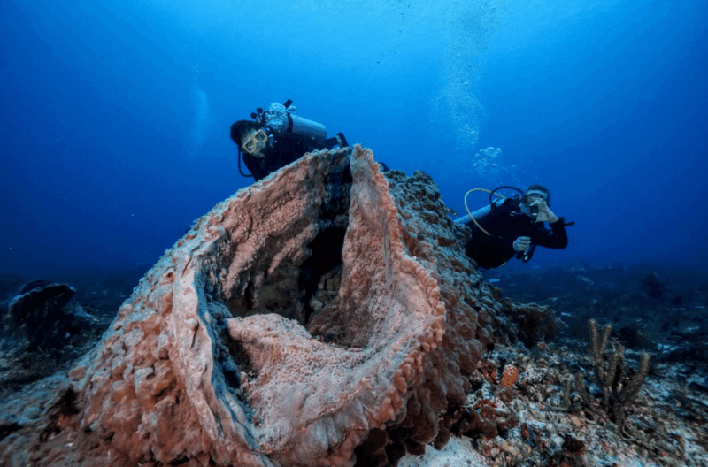 Playa Del Carmen: Guided Reef Diving for All Skill Levels - Inclusions and Exclusions