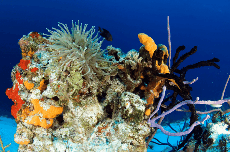 Playa Del Carmen: Guided Reef Diving for All Skill Levels - Important Details