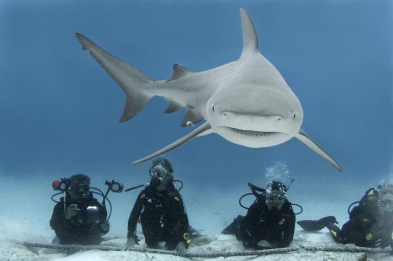 Playa Del Carmen: Insane Bull Shark Dive Adventure - Key Points