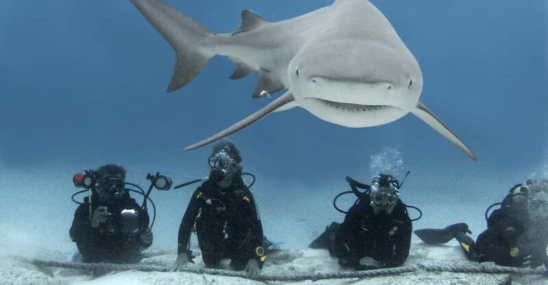Playa Del Carmen: Insane Bull Shark Dive Adventure - Encounter With Bull Sharks