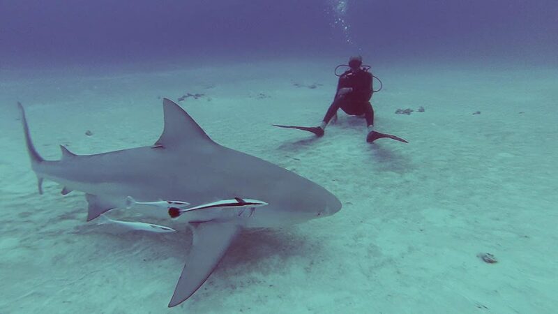 Playa Del Carmen: Insane Bull Shark Dive Adventure - Booking and Meeting Point