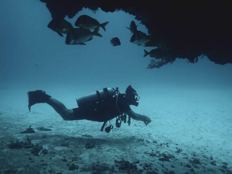 Playa Del Carmen: Insane Bull Shark Dive Adventure - What to Expect