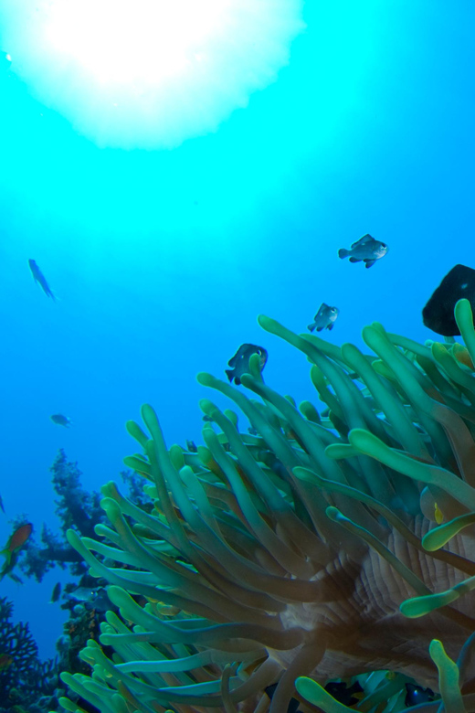 Playa Del Carmen: Local Reef Diving in Riviera Maya - Diving Experience