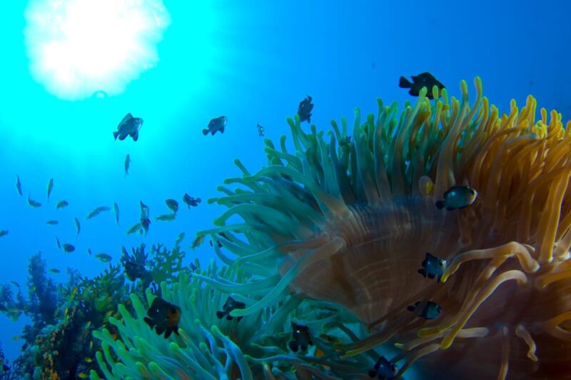 Playa Del Carmen: Local Reef Diving in Riviera Maya - Instructors and Safety
